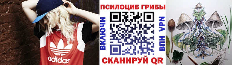 где купить наркотик  Шенкурск  Галлюциногенные грибы GOLDEN TEACHER 